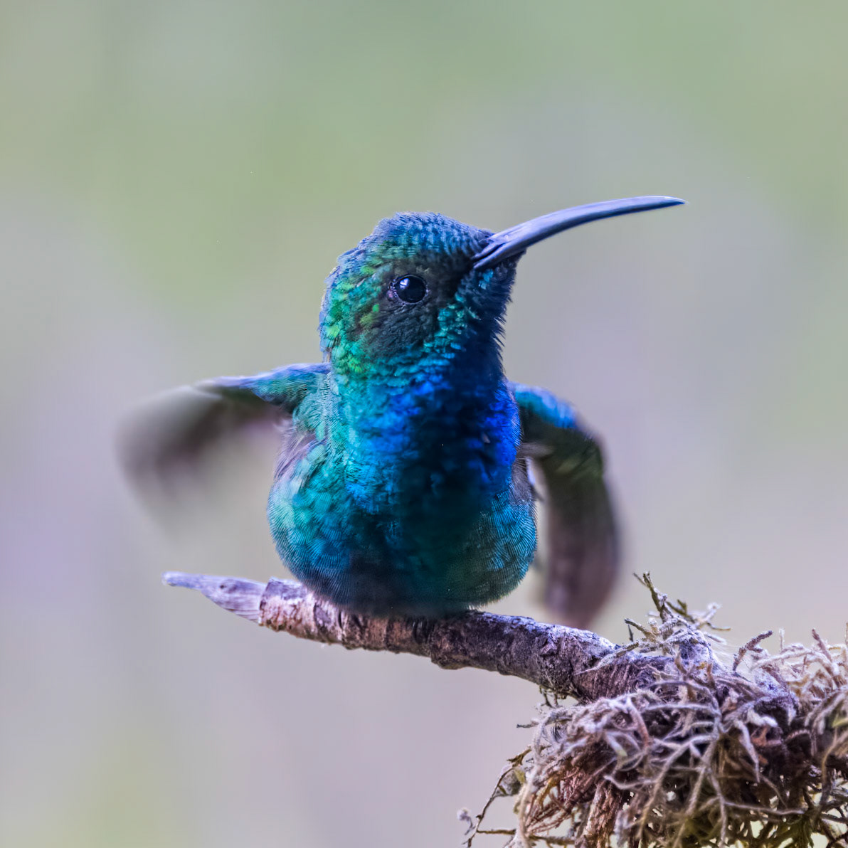 Green-breasted Mango Hummingbird