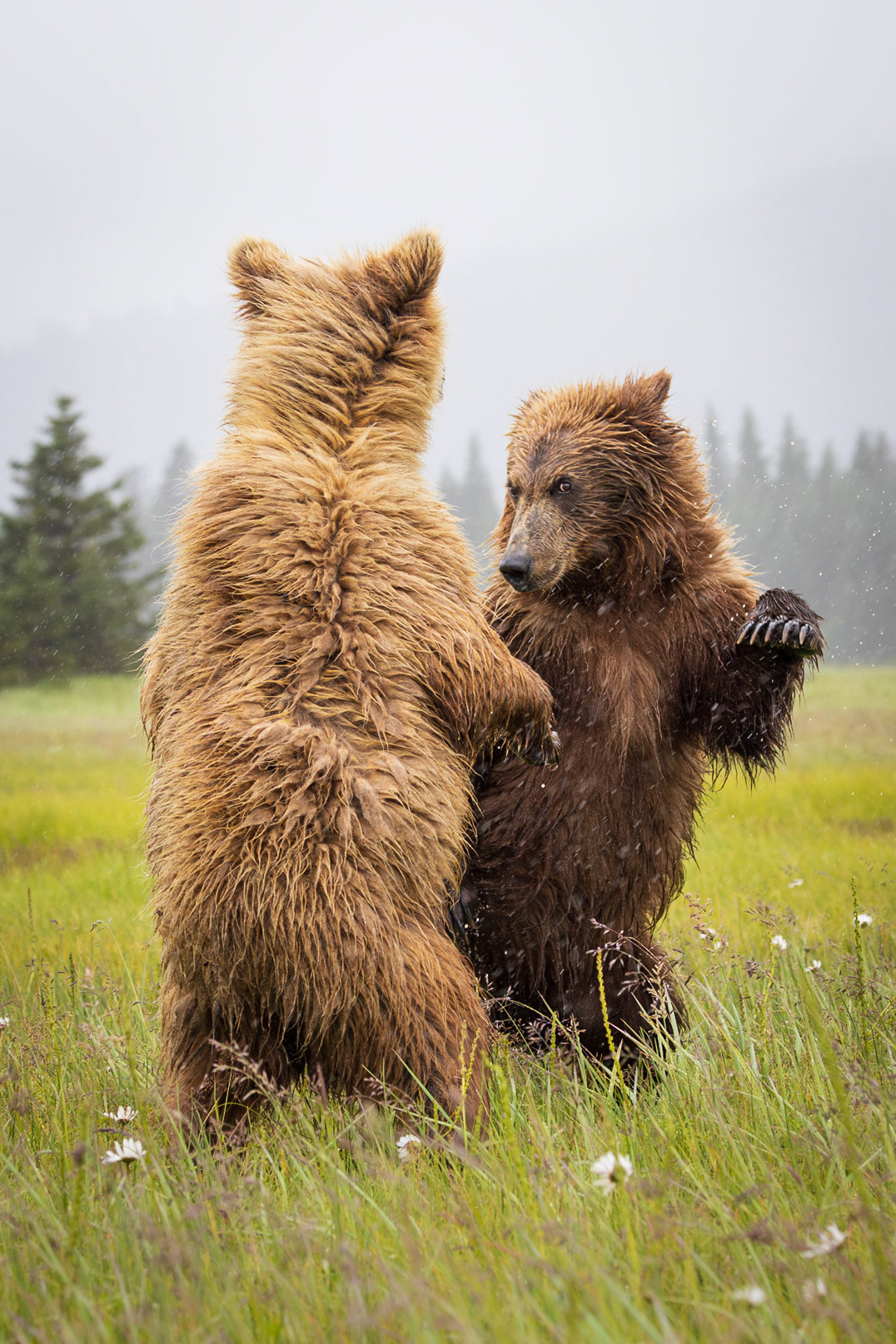 Yearling cubs facing off