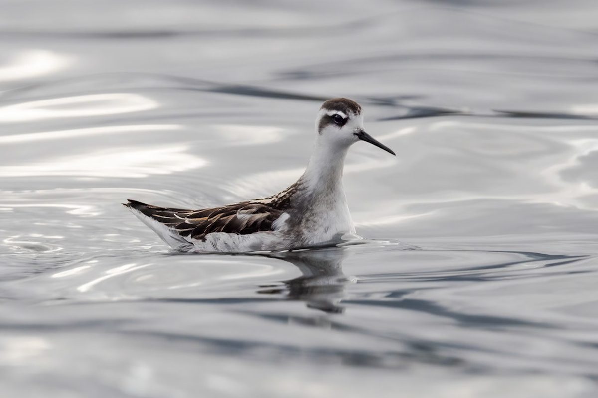 Red-necked Phalarope
