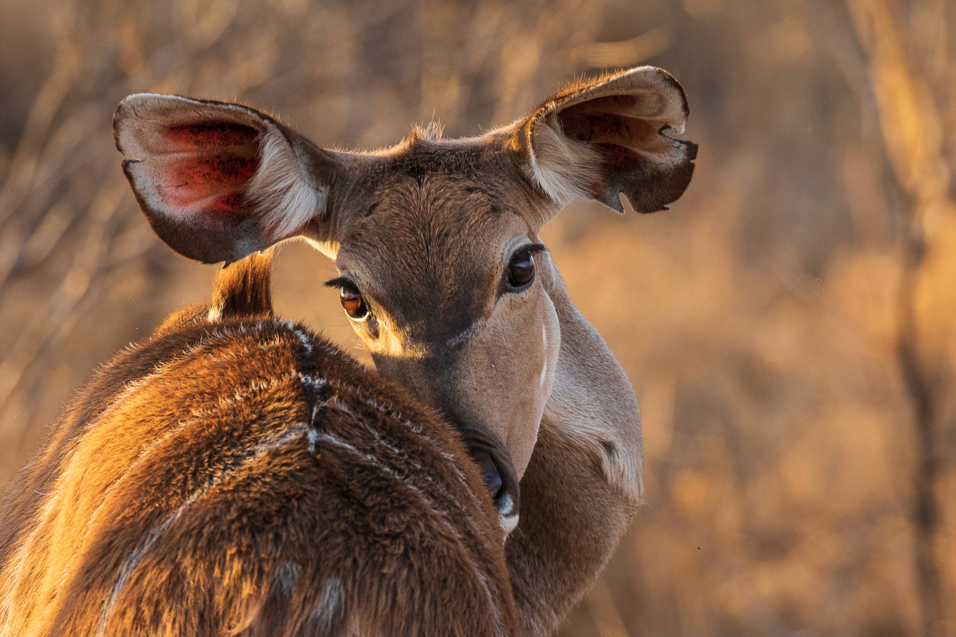 Sabi-Sands, South Africa