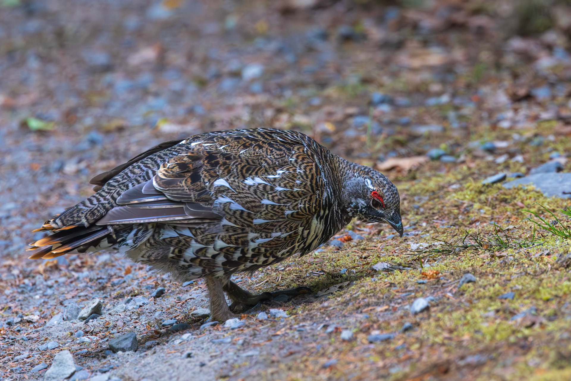 Male Spruce Grouse