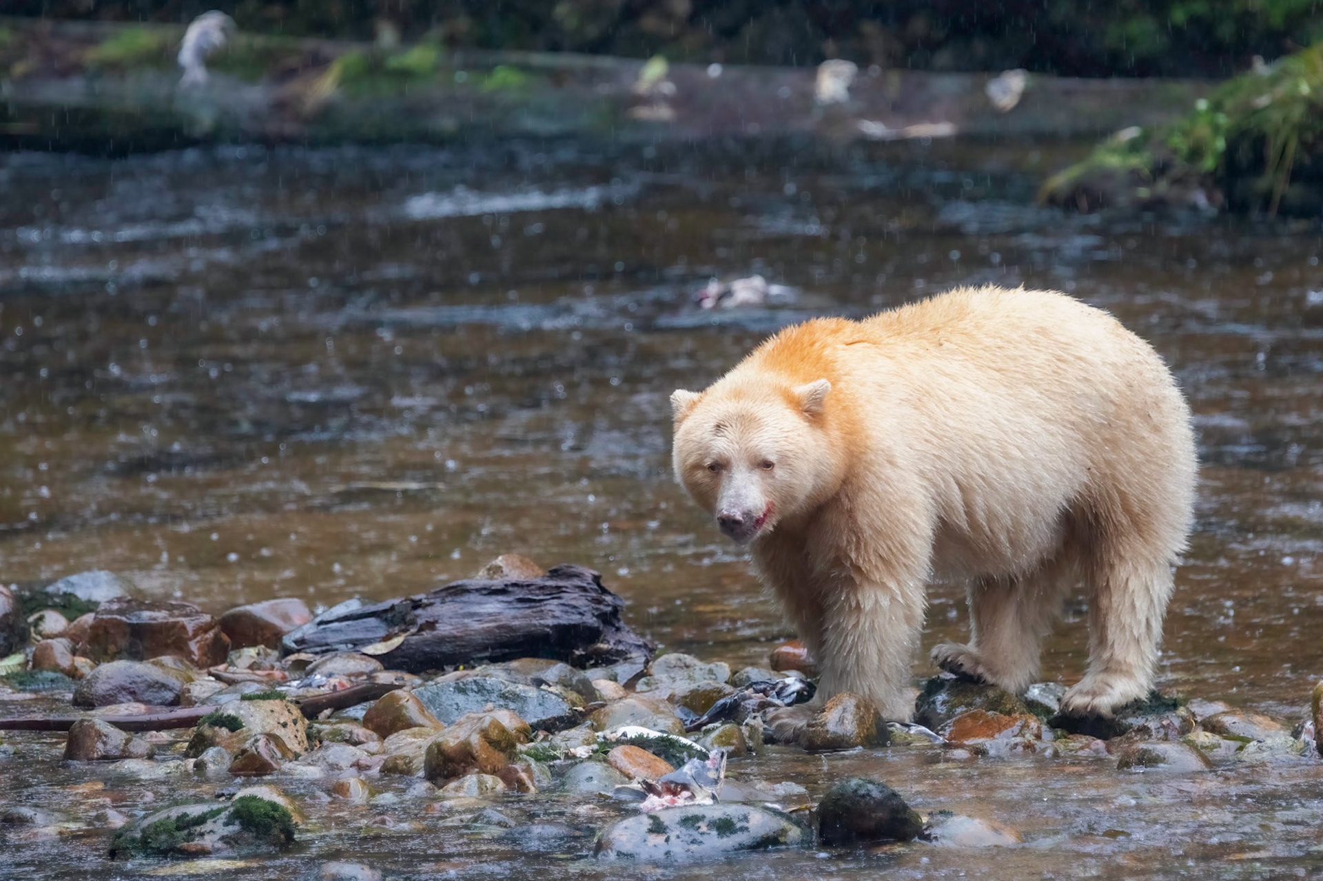 Spriti Bear