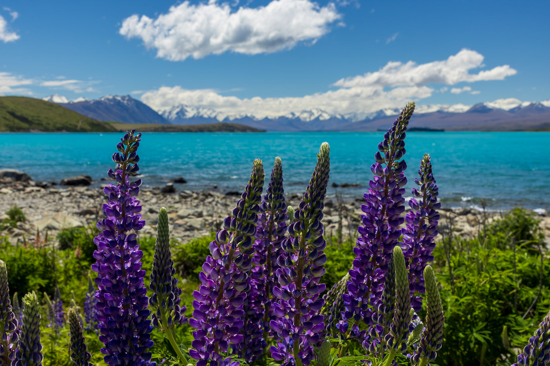 Lupins at Lake Tekapu