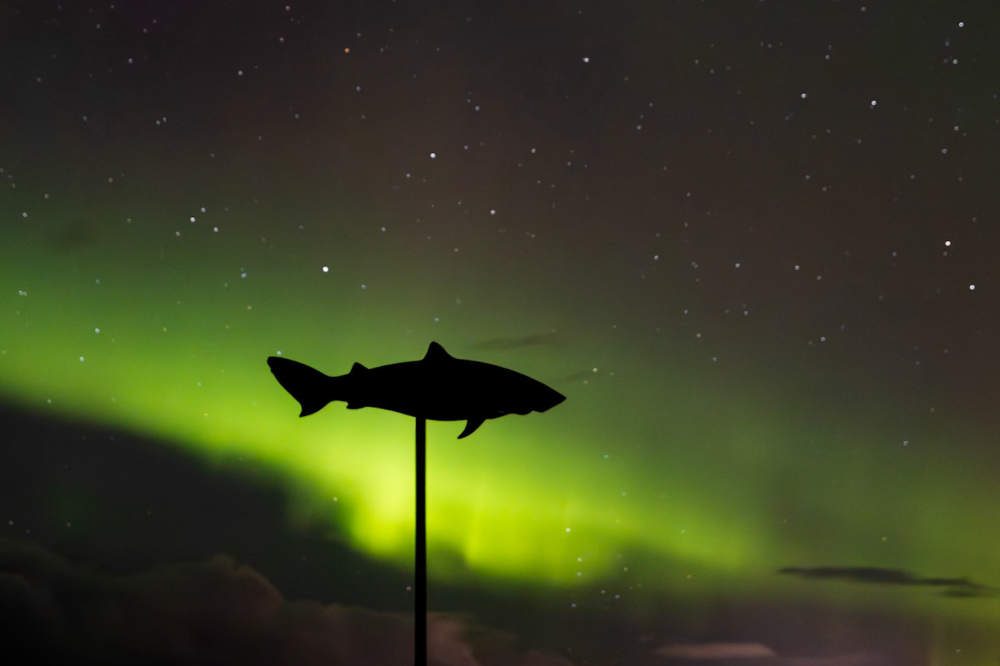 Aurora and Shark