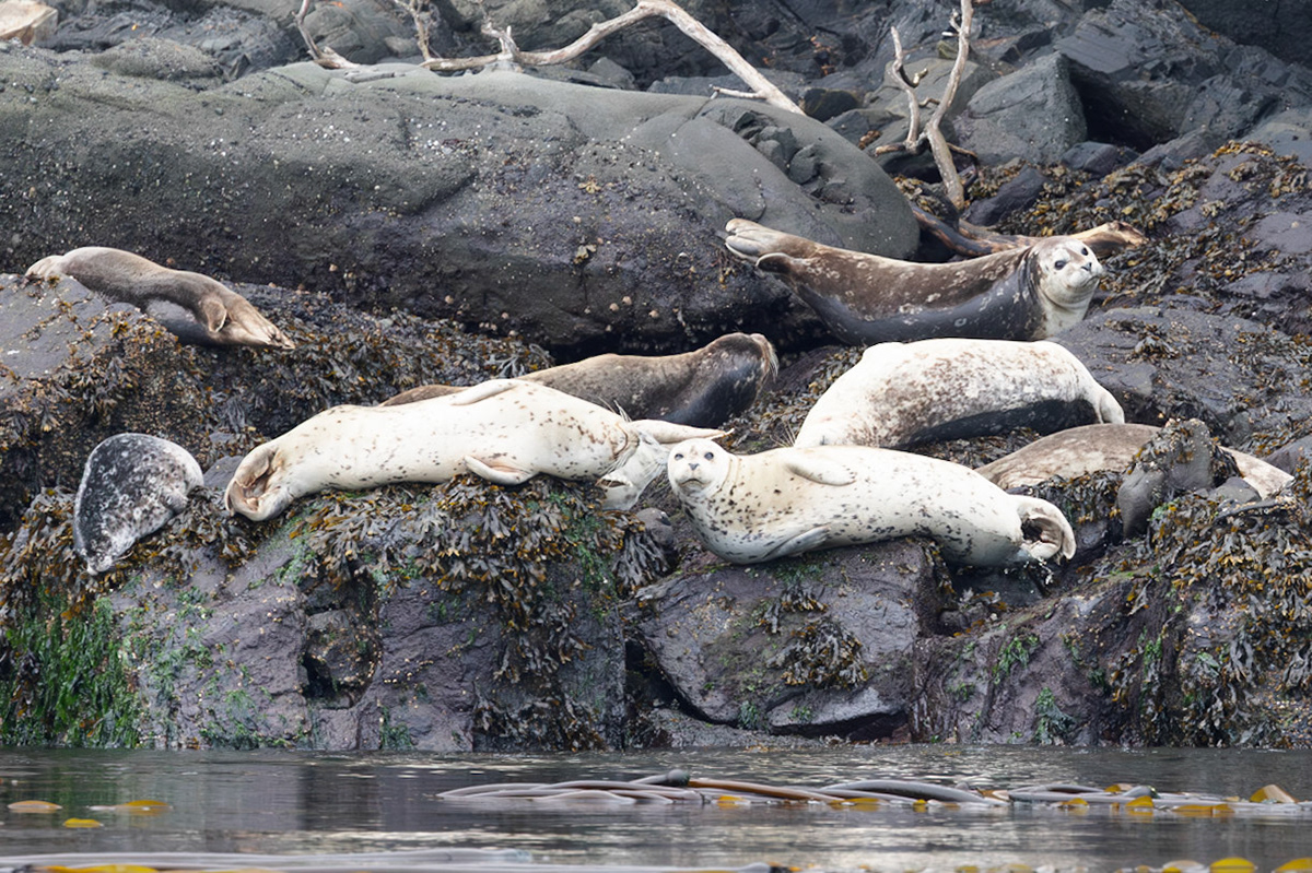 Hauled out Seals