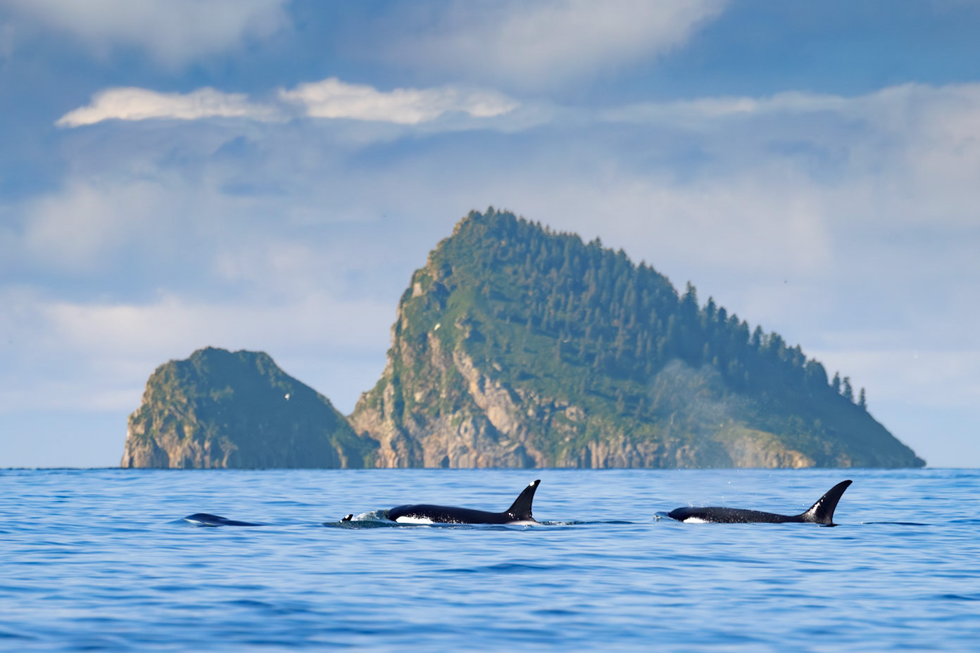 Orcas