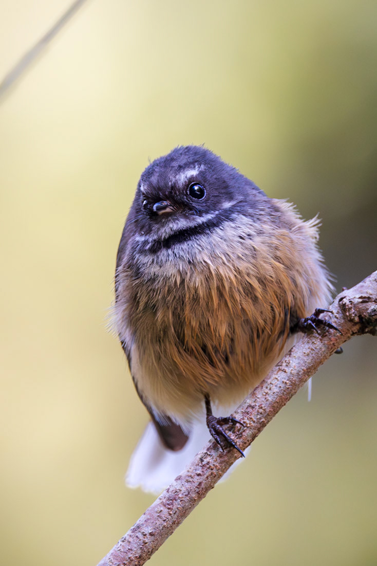 Fantail