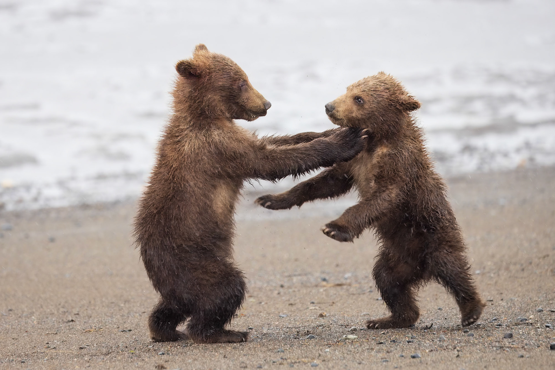 A little wrestling on the beach