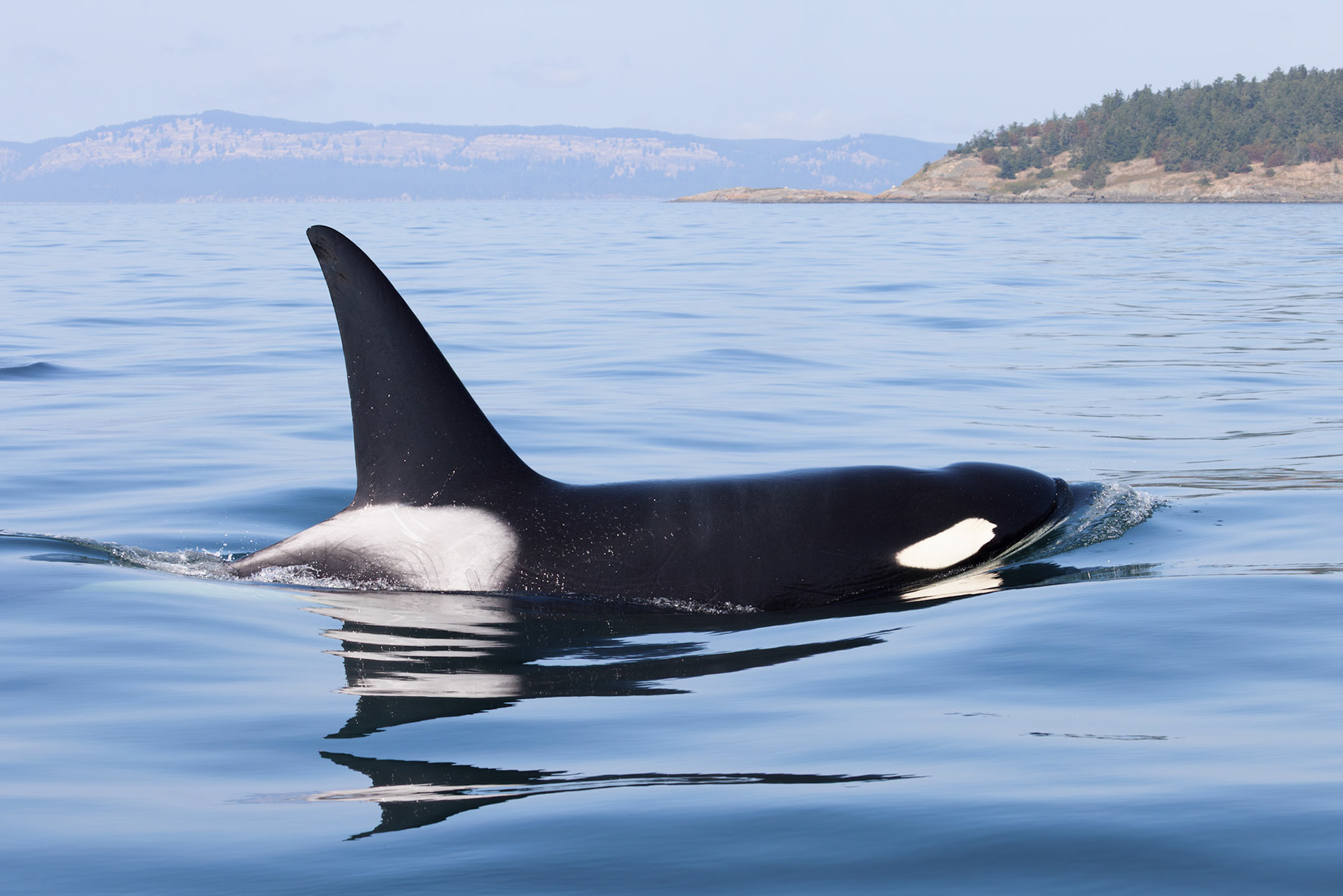 Beautiful Orca