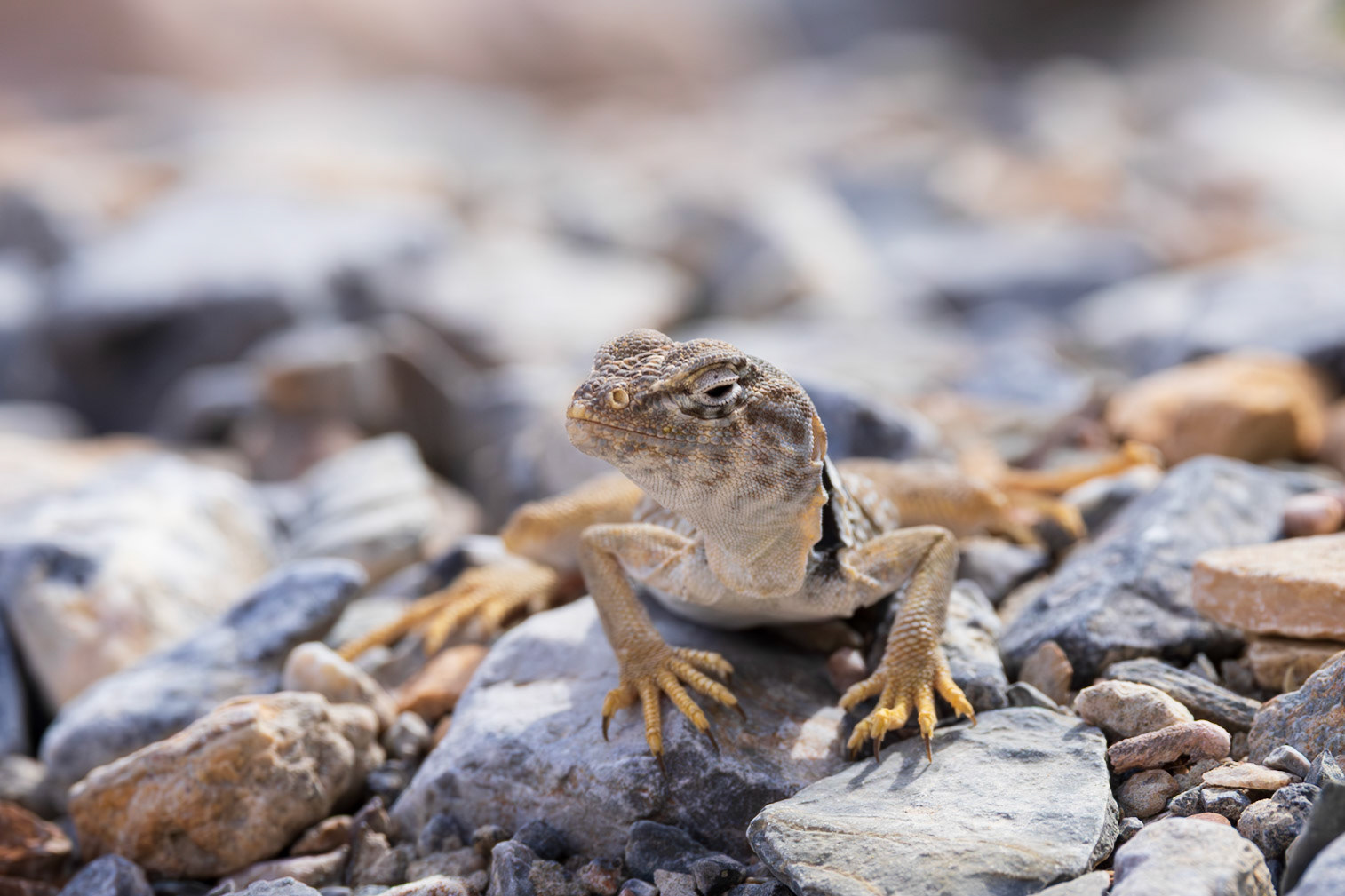 Desert Collared Lizard