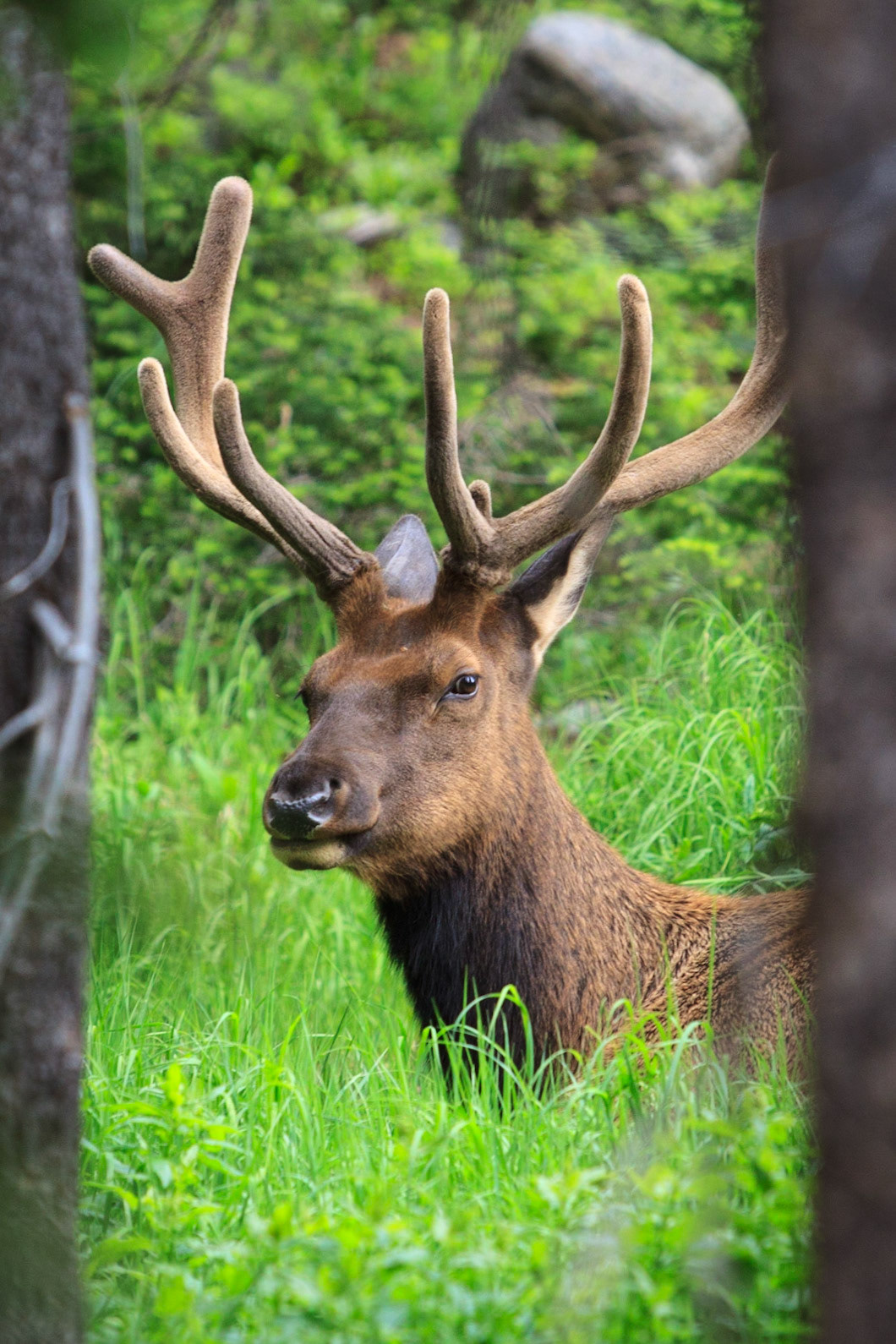 Bull Elk