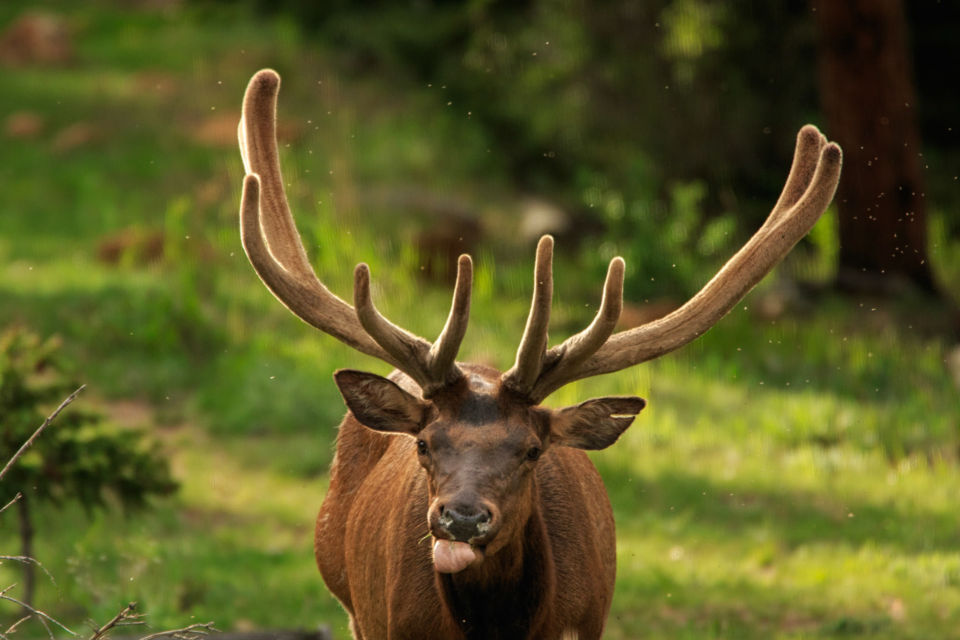 Bleh, Just Ate a Bug