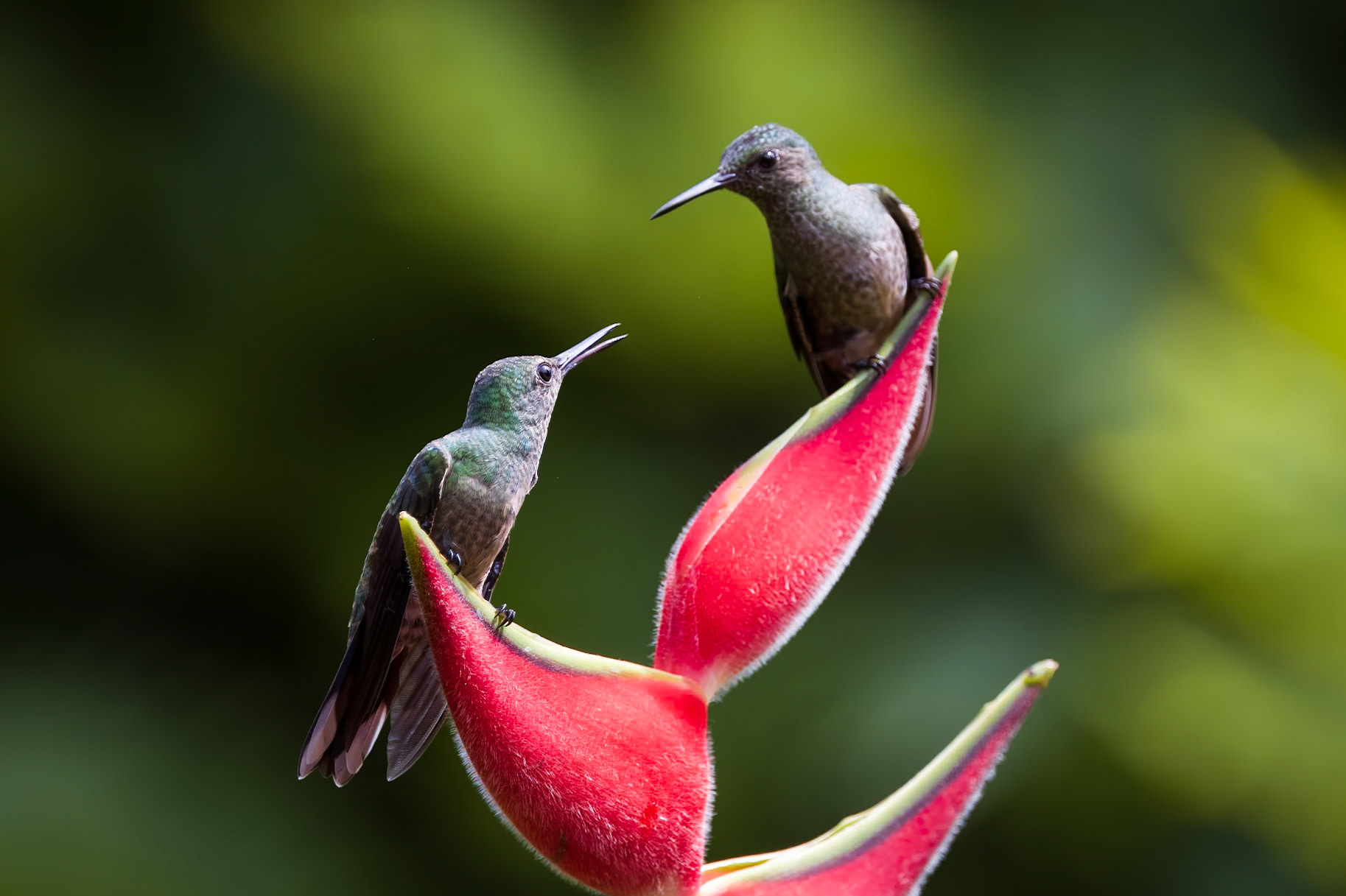 Scaly-breasted Hummingbirds