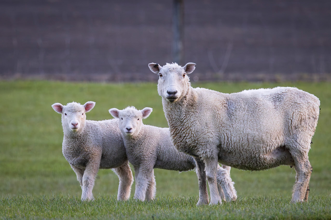 Sheep and Lambs