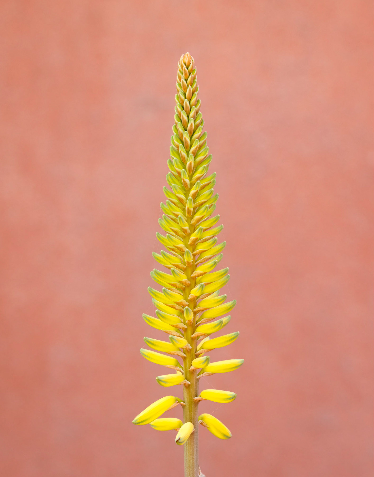 Aloe Vera Flower