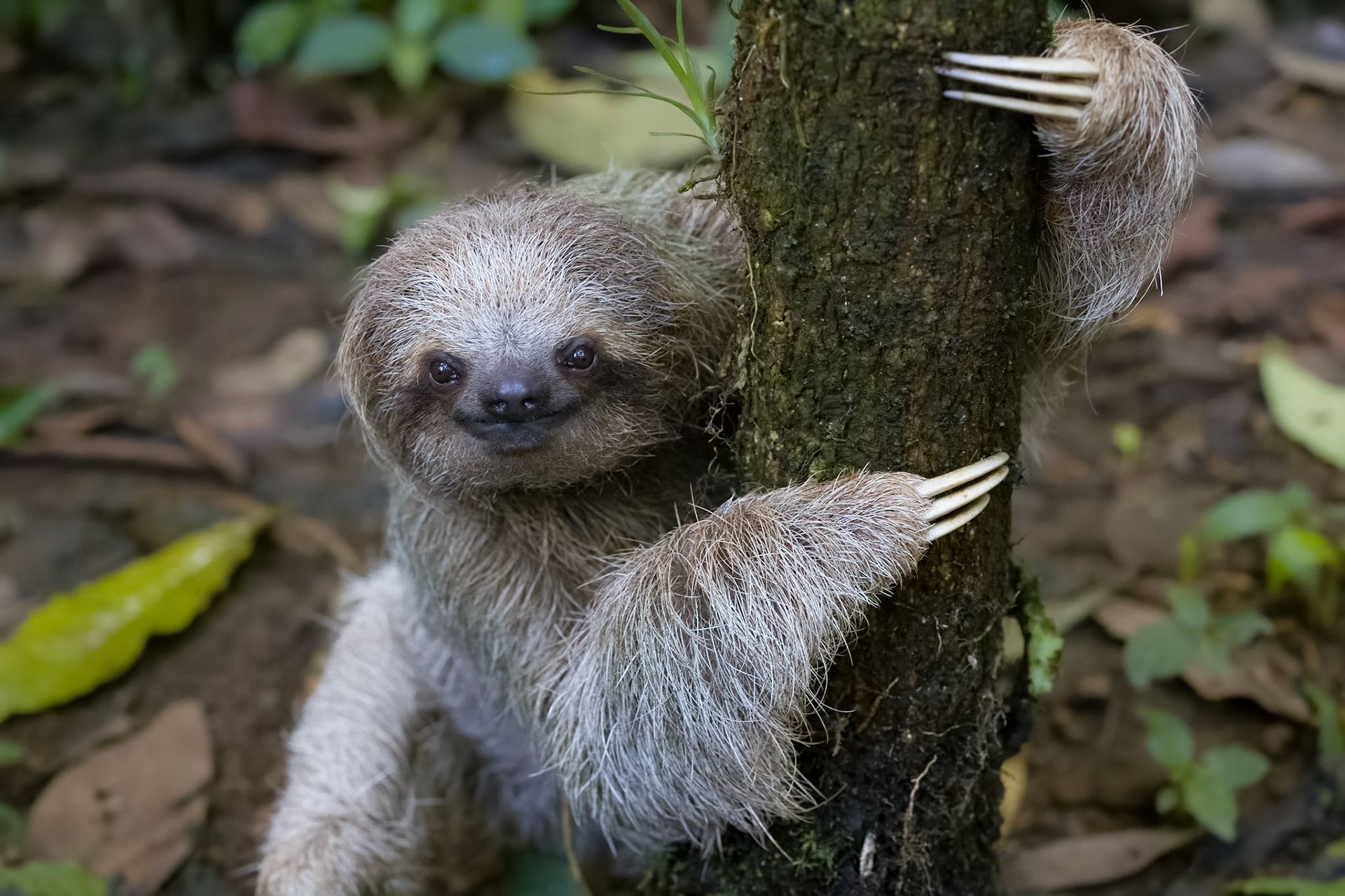Three-toed Sloth
