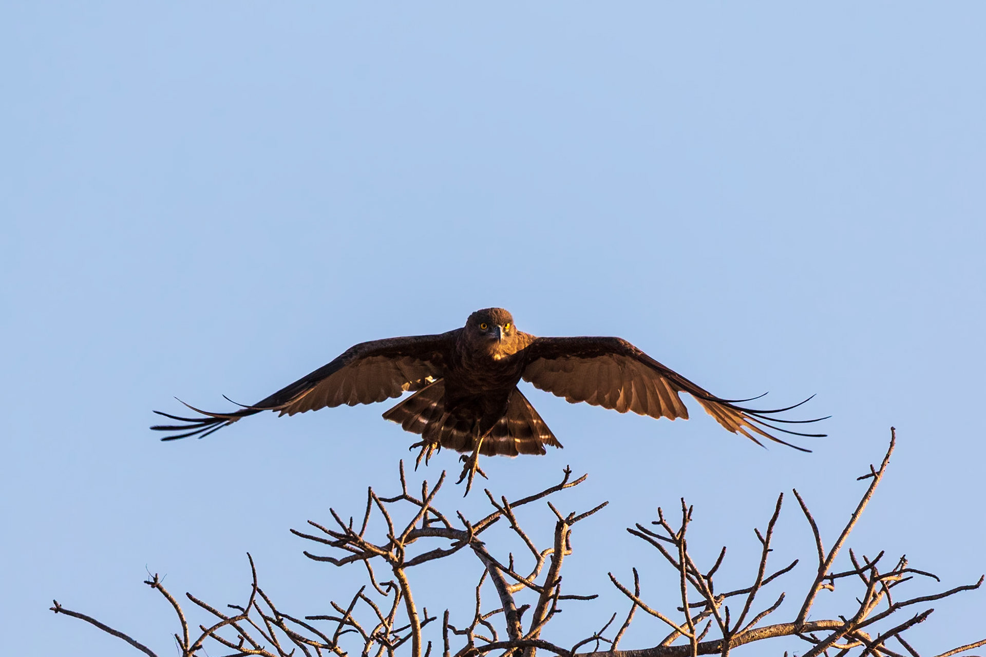 Brown Snake Eagle