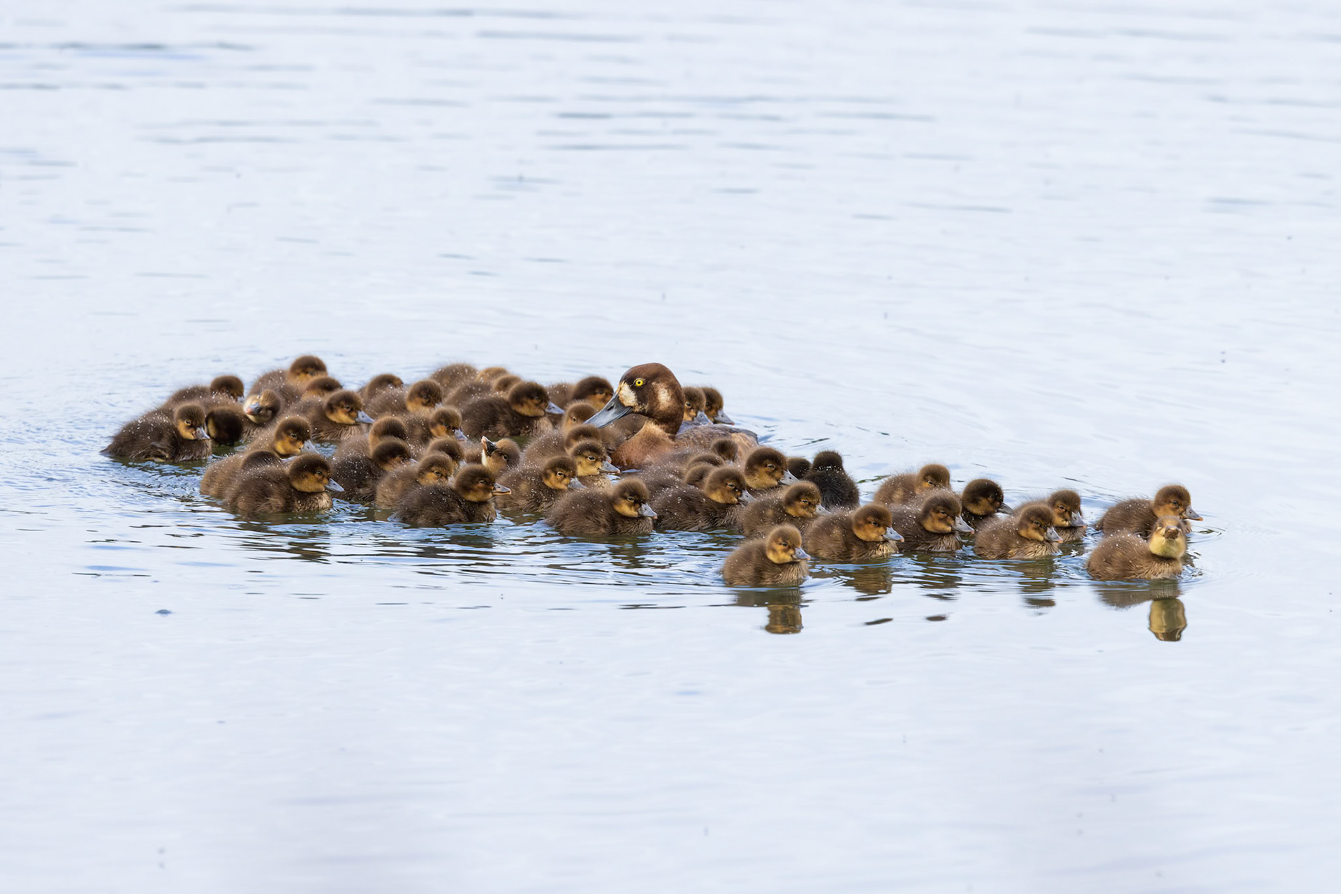 Duckling Day Care