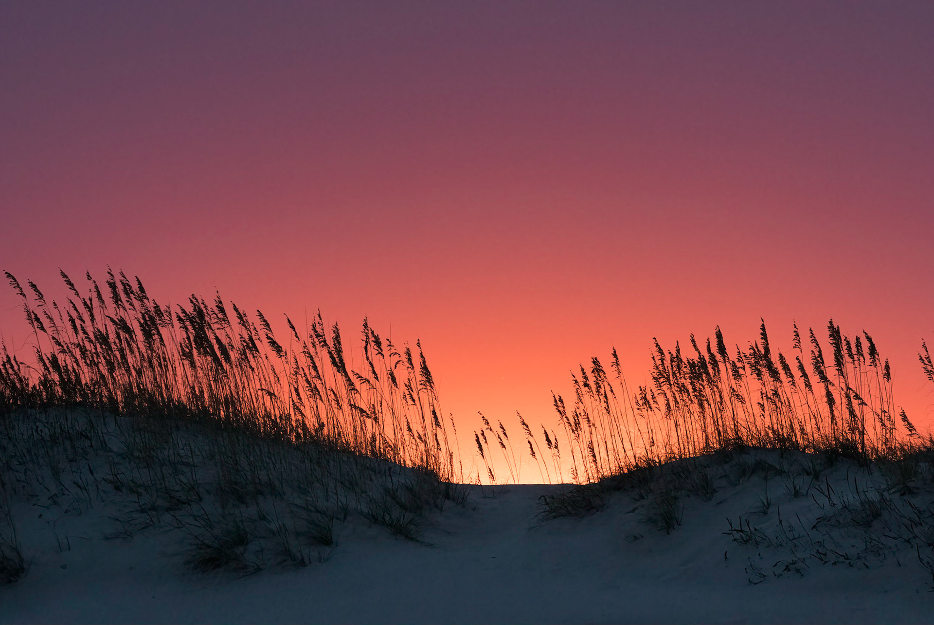 Sea Oat Sunset