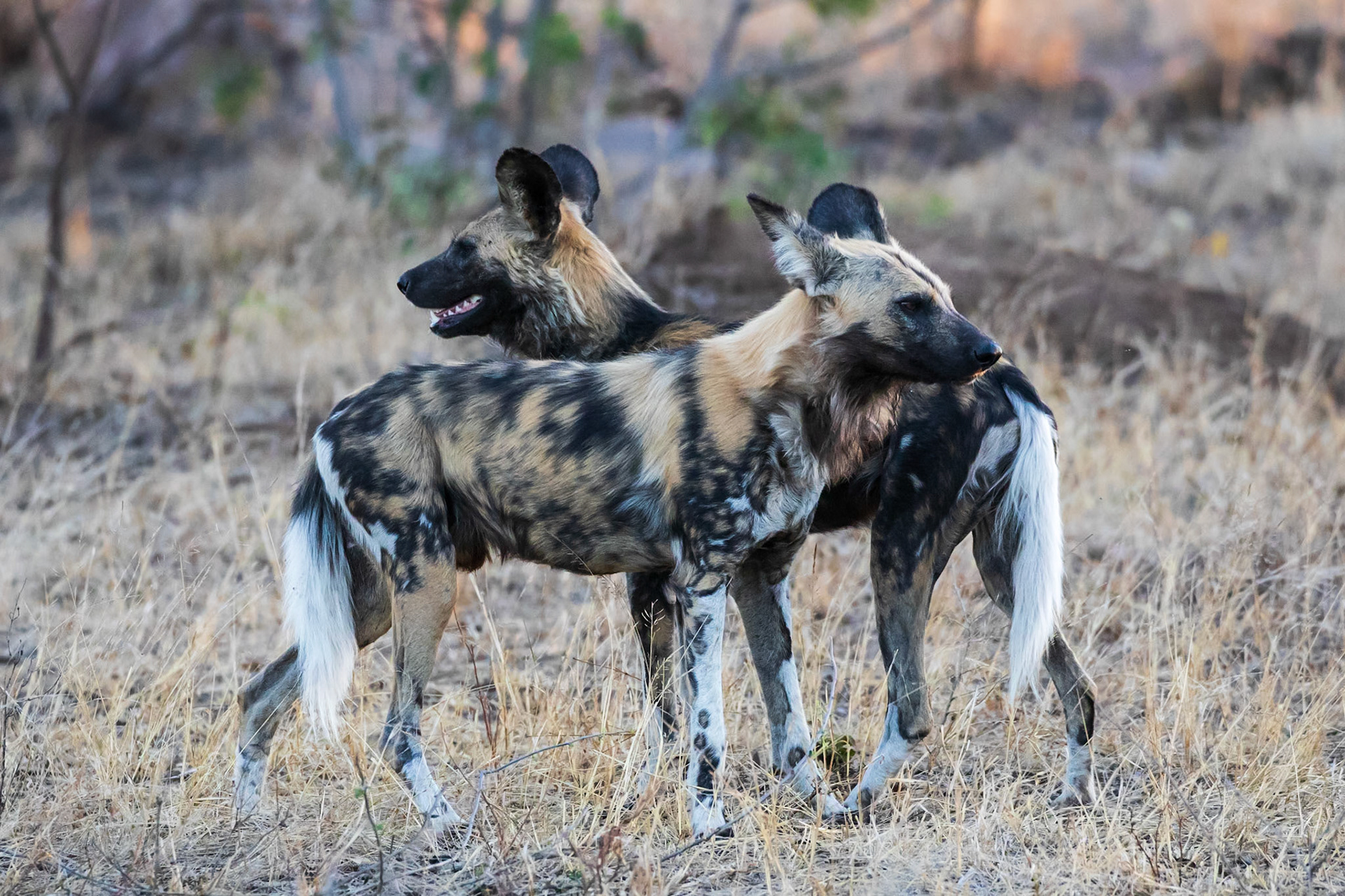 Wild Dogs, Sabi-Sands, South Africa