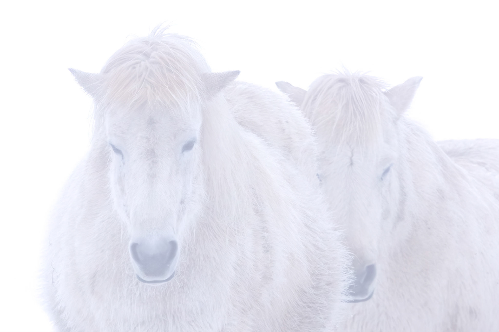 Icelandic Horses