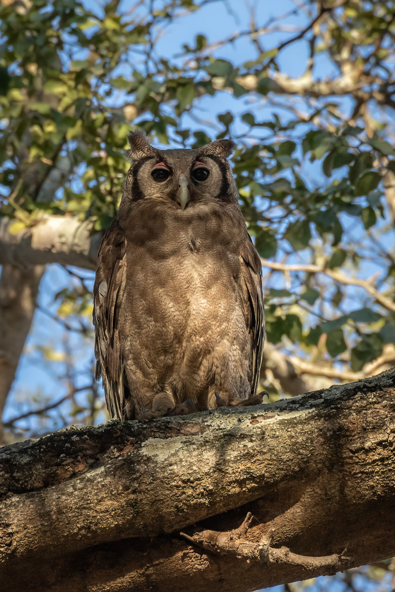 Verreaux's Eagle-Owl