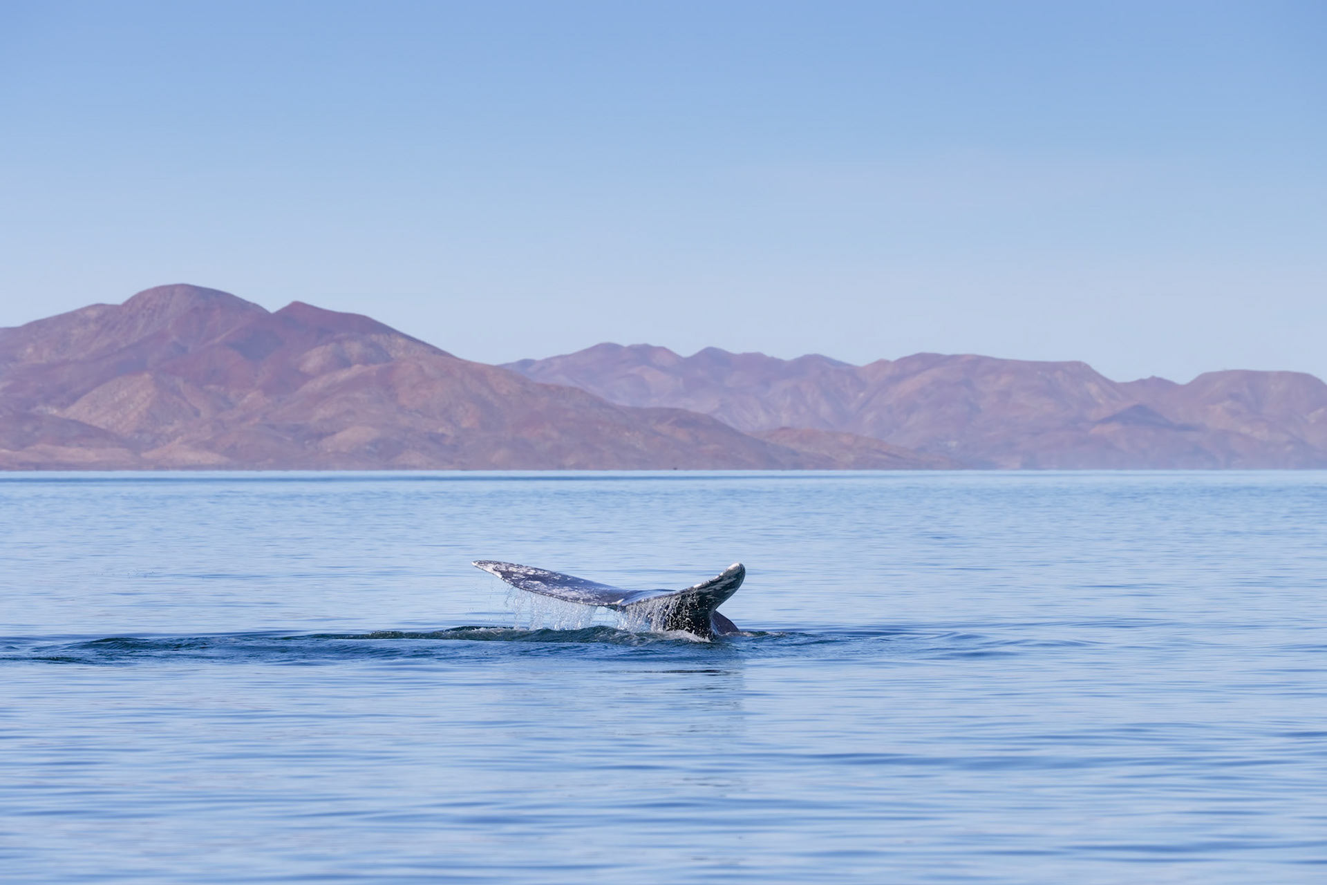 Tail with the Mountains on Isla Santa Margarita