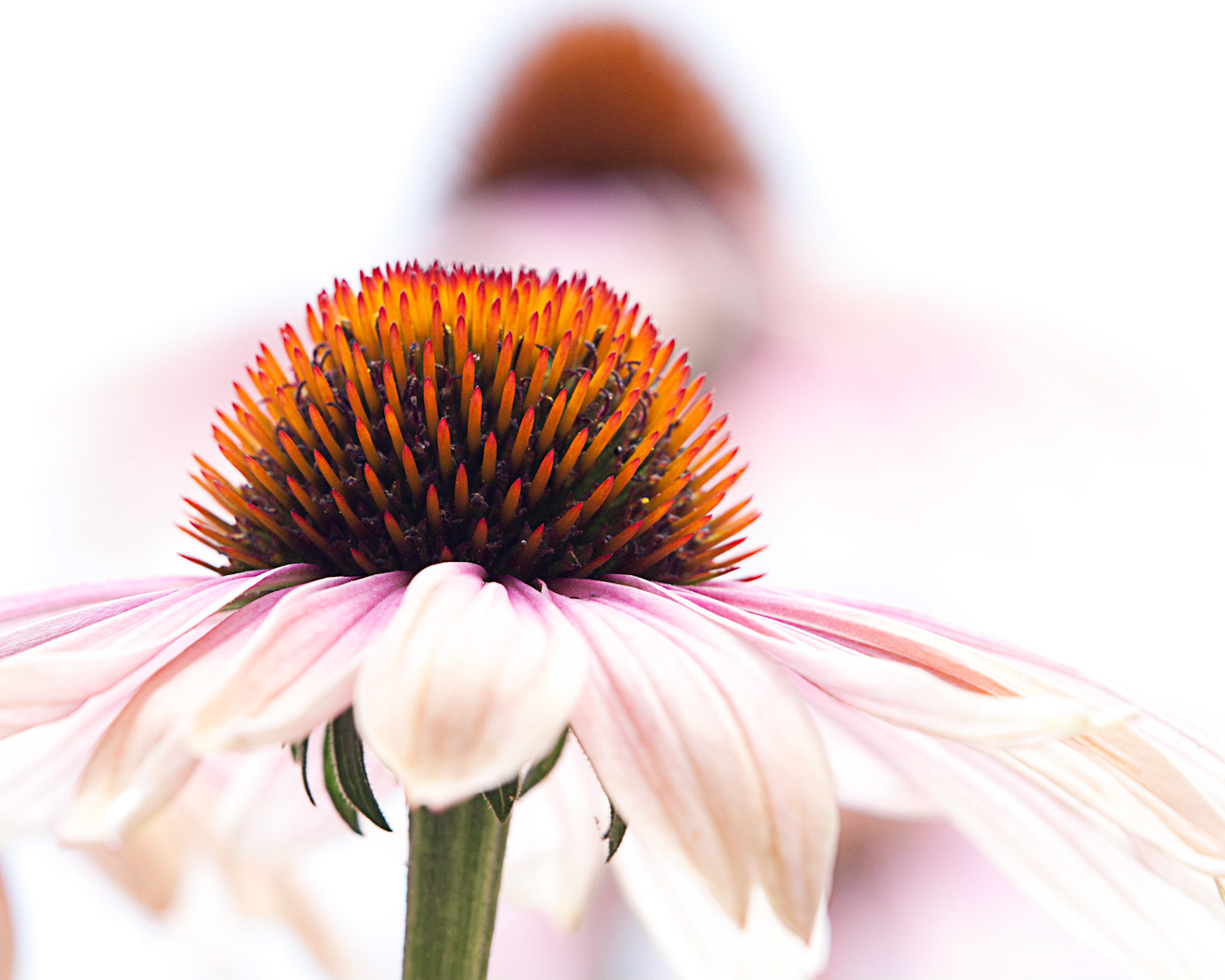 Duke Gardens, Durham, NC