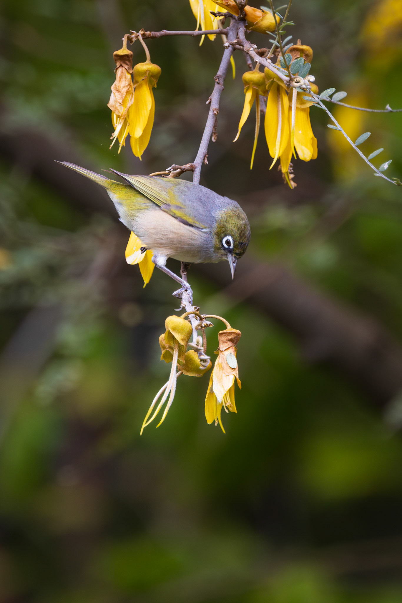 Silvereye