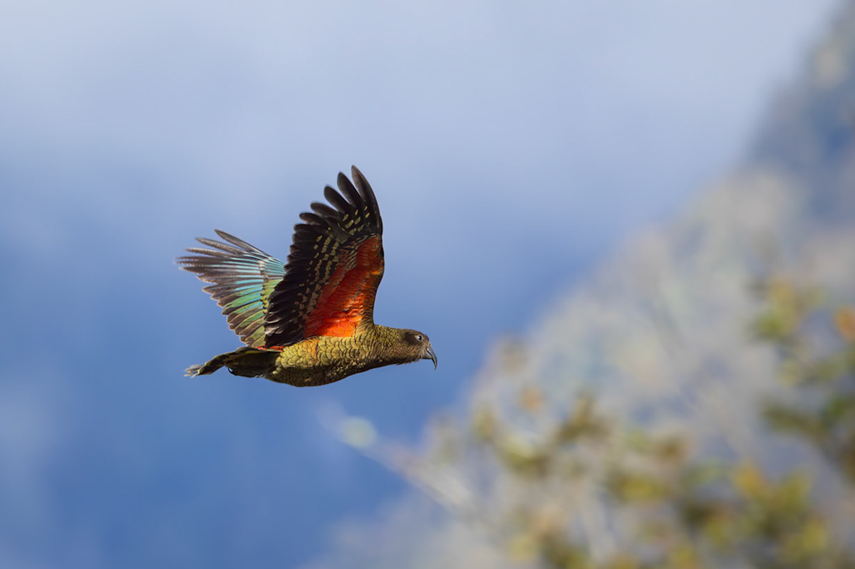 Kea in Flight