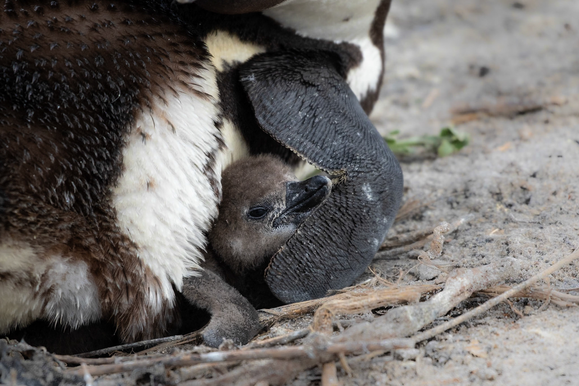Boulders Beach, Cape Town, South Africa