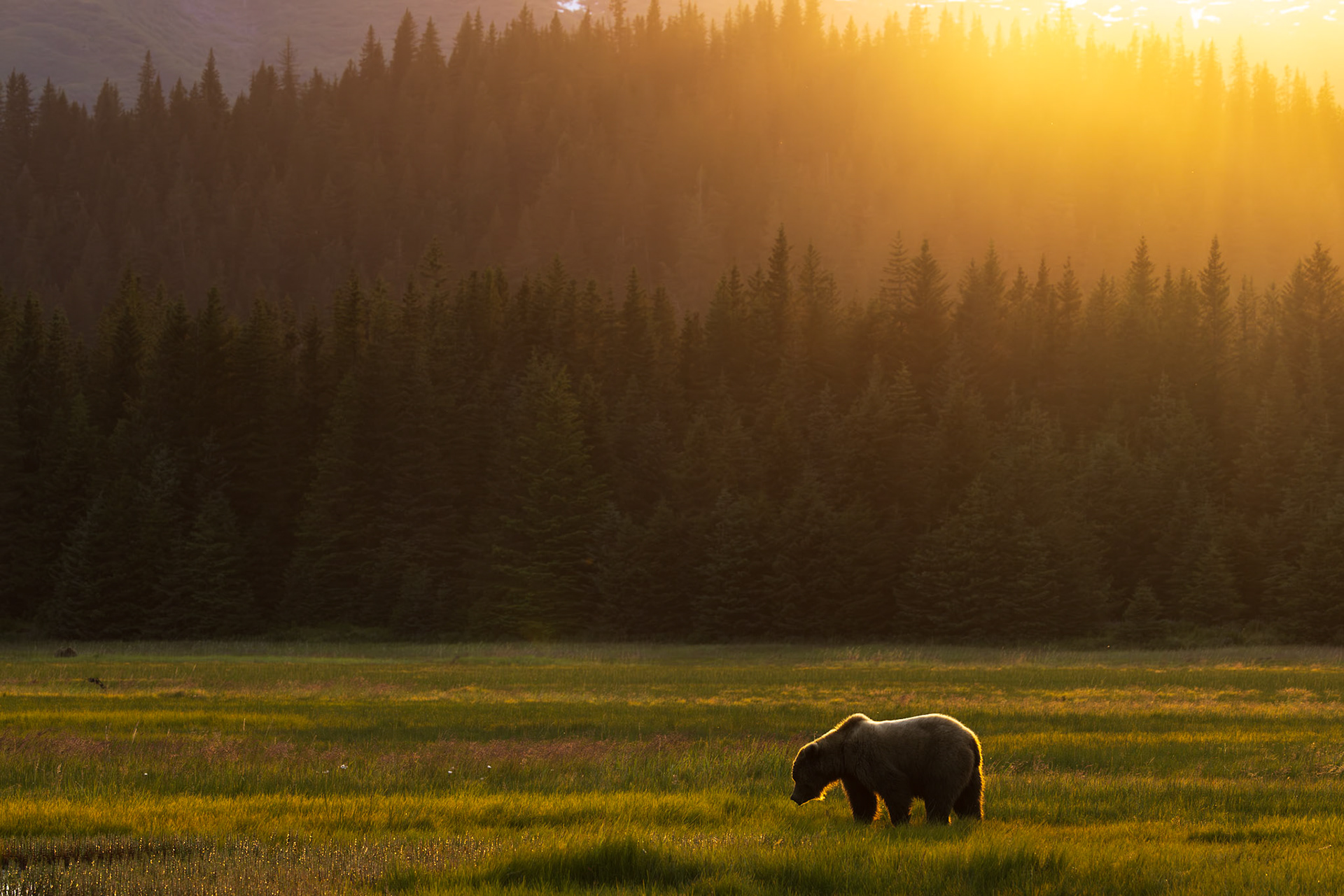 Sunset in the Meadow