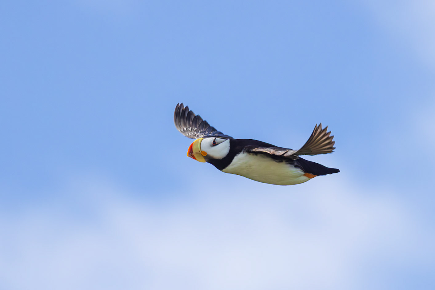 Puffin
