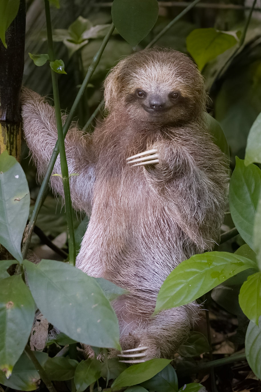 Smiling Sloth