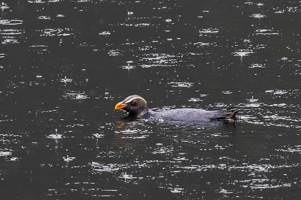 Fiordland Crested Penguin