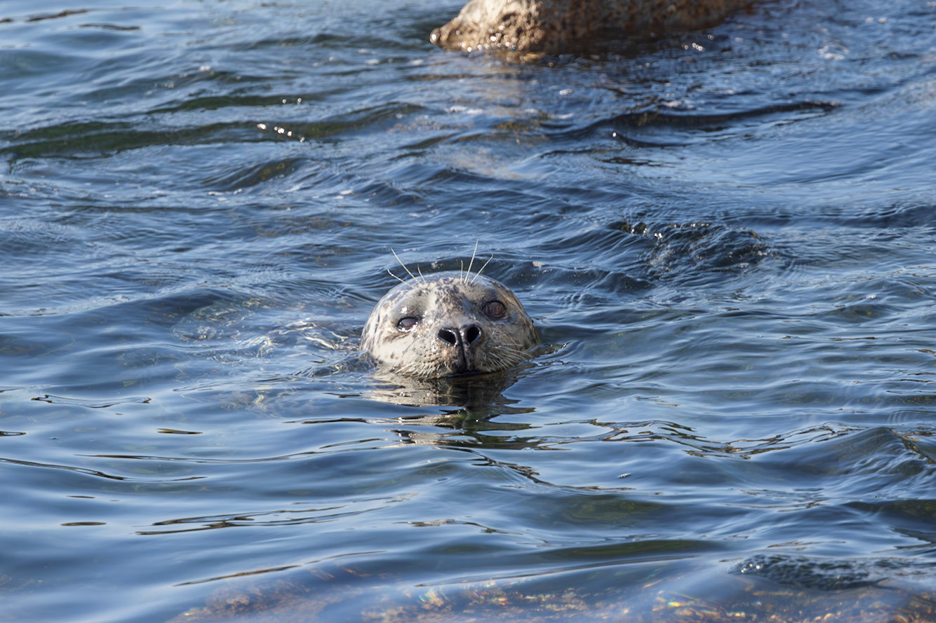 Curious Seal