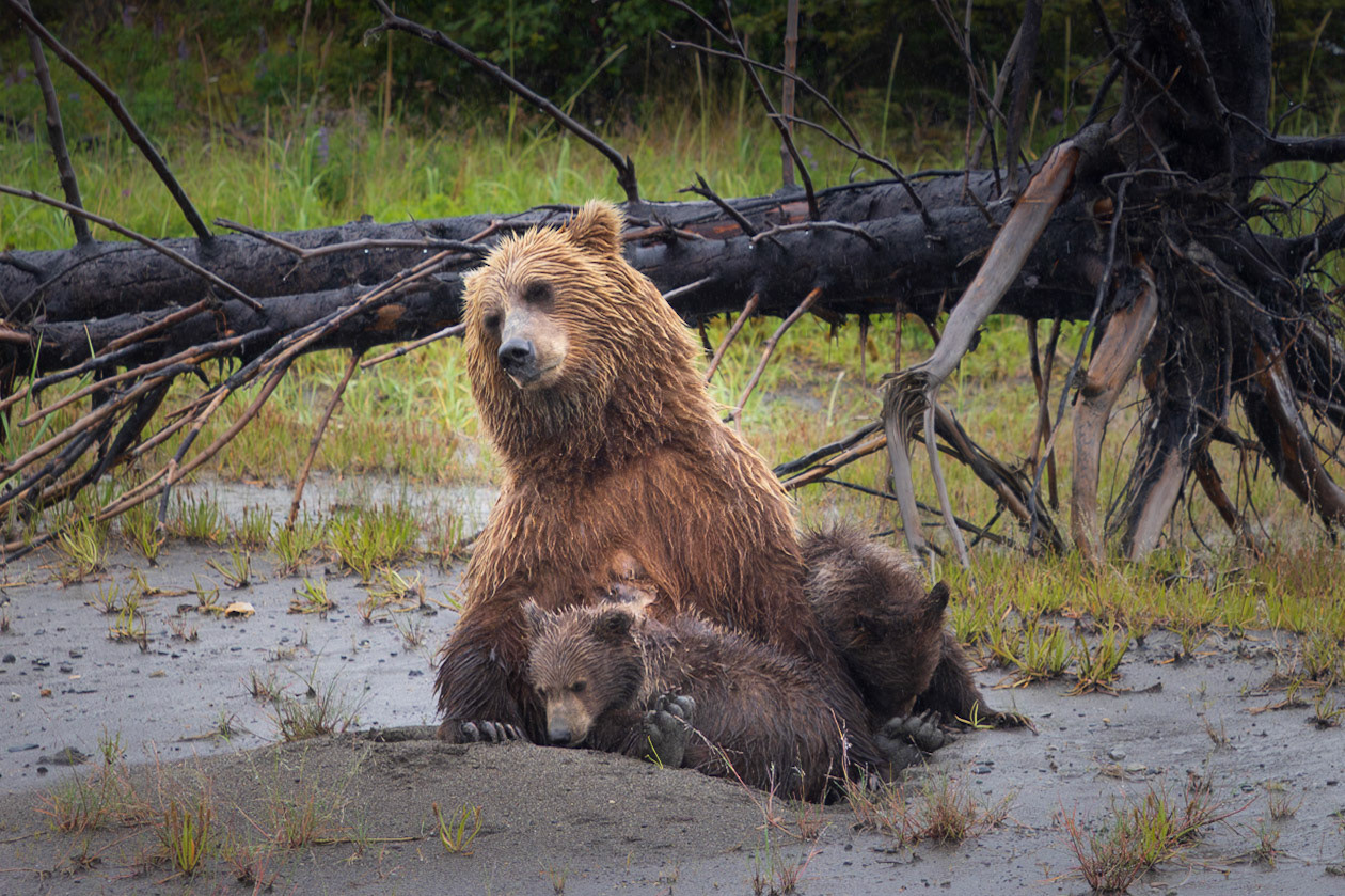 Mom nodding off after the cubs finished nursing