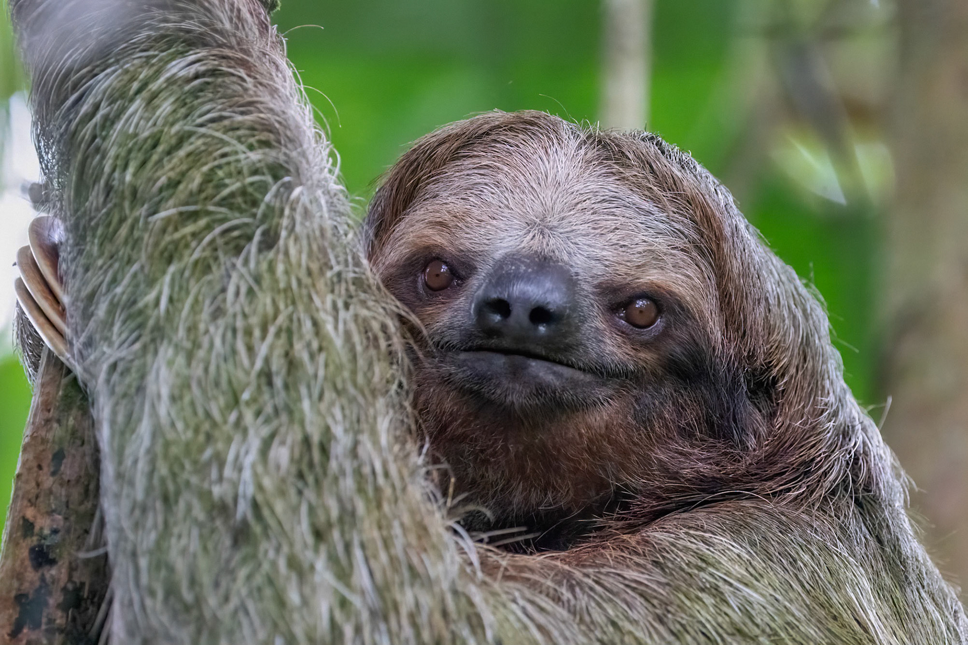 Three-toed Sloth