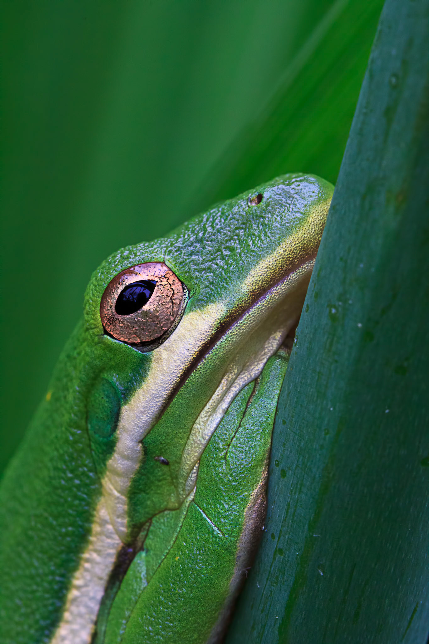 Tree Frog
