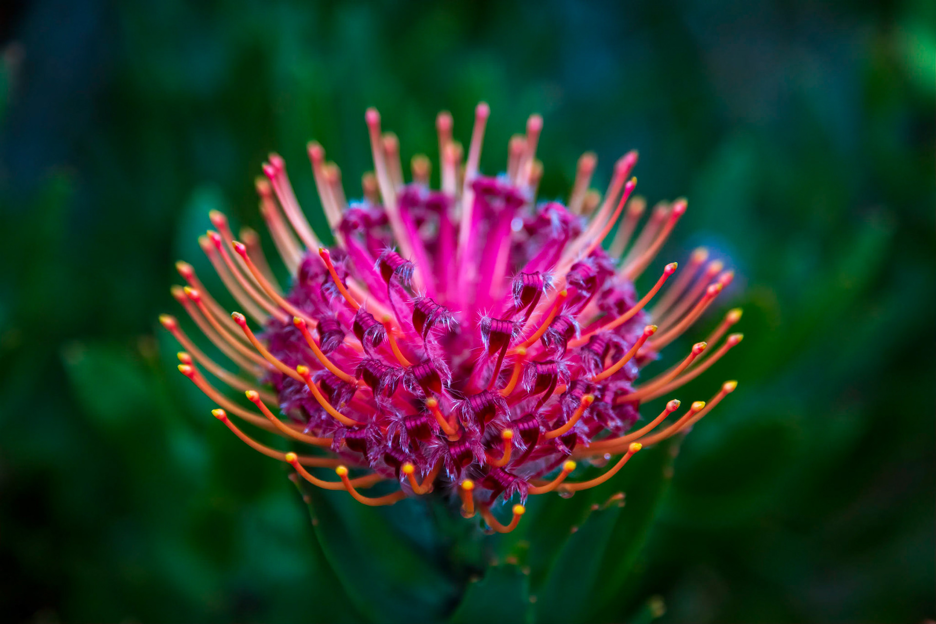 Pincushion Protea