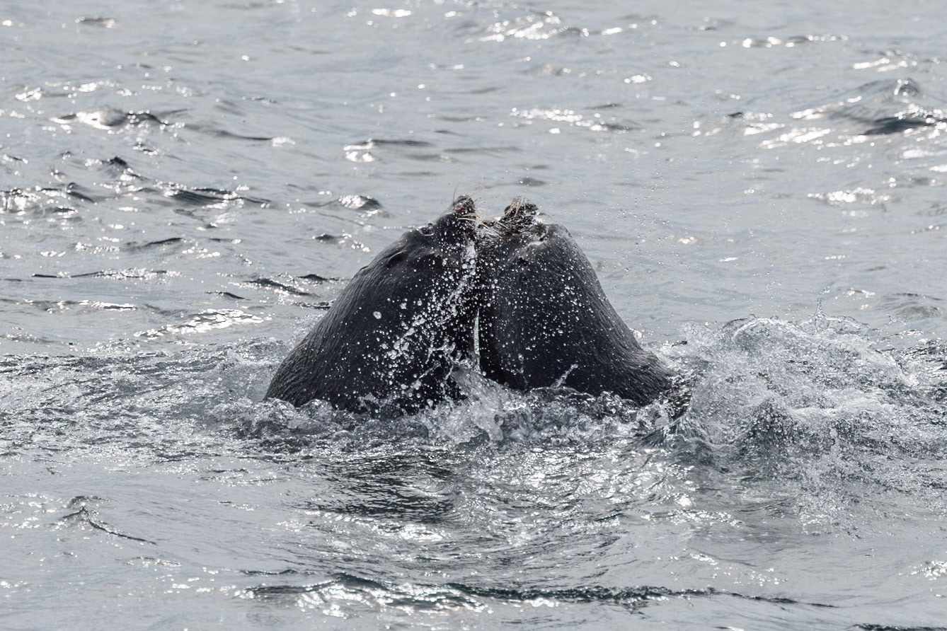Seal Battle