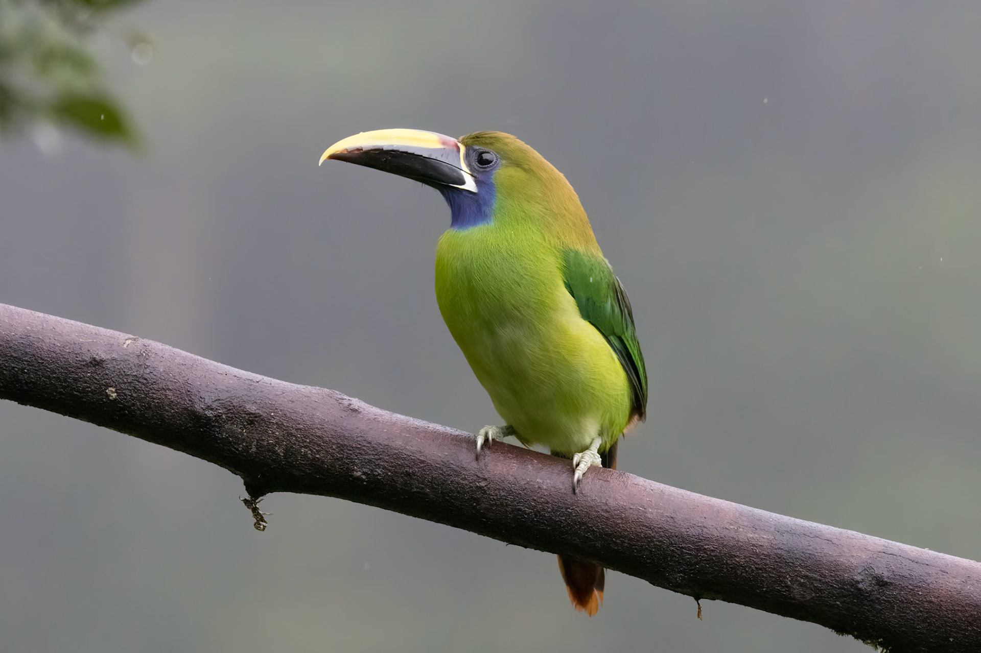 Emerald Toucanet