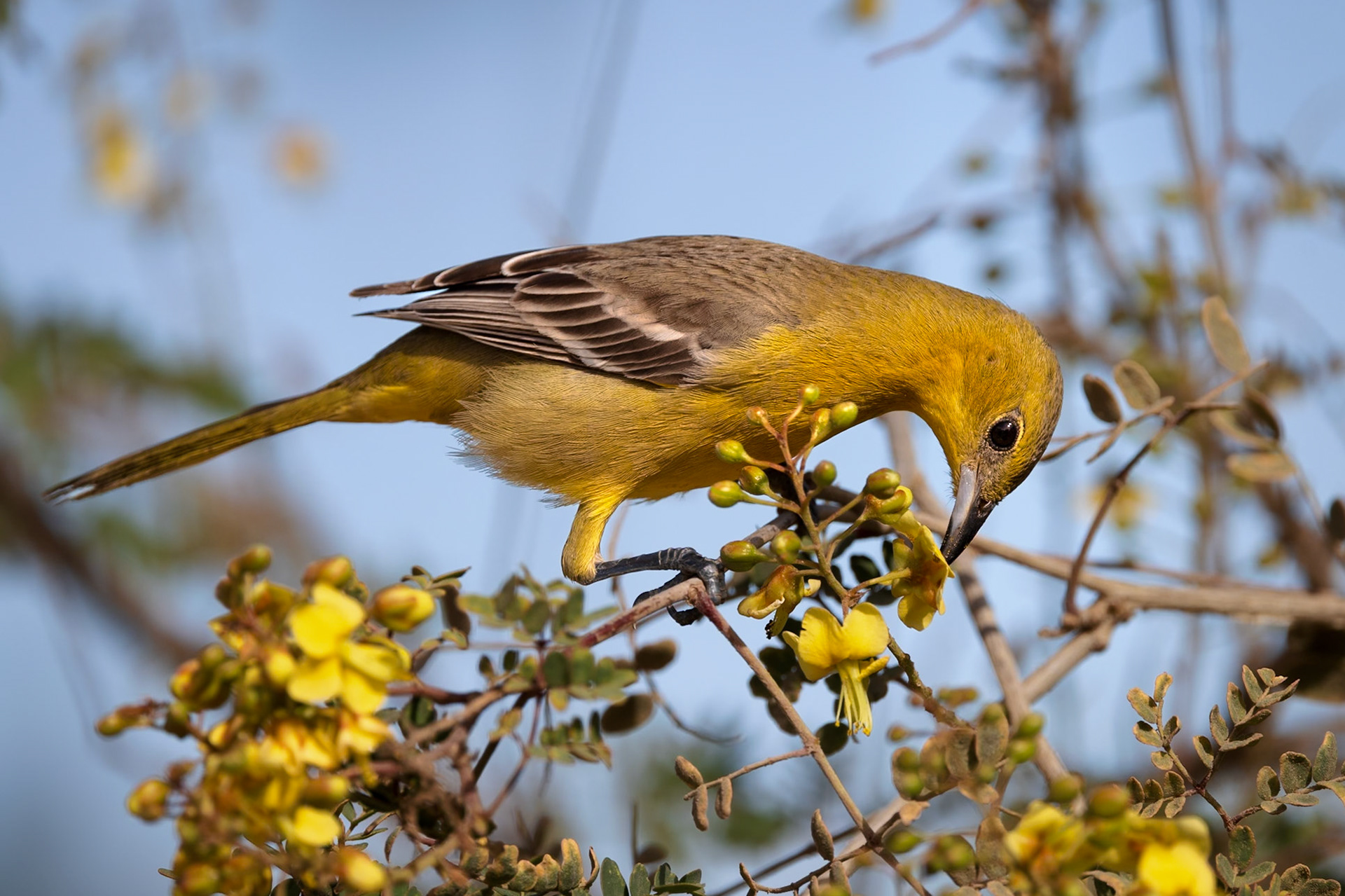 Female Hooded Oriole
