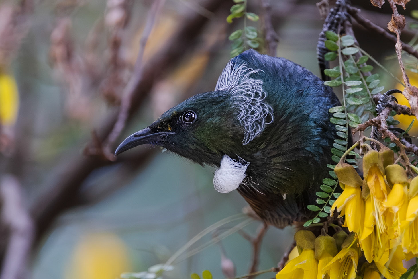 Tui