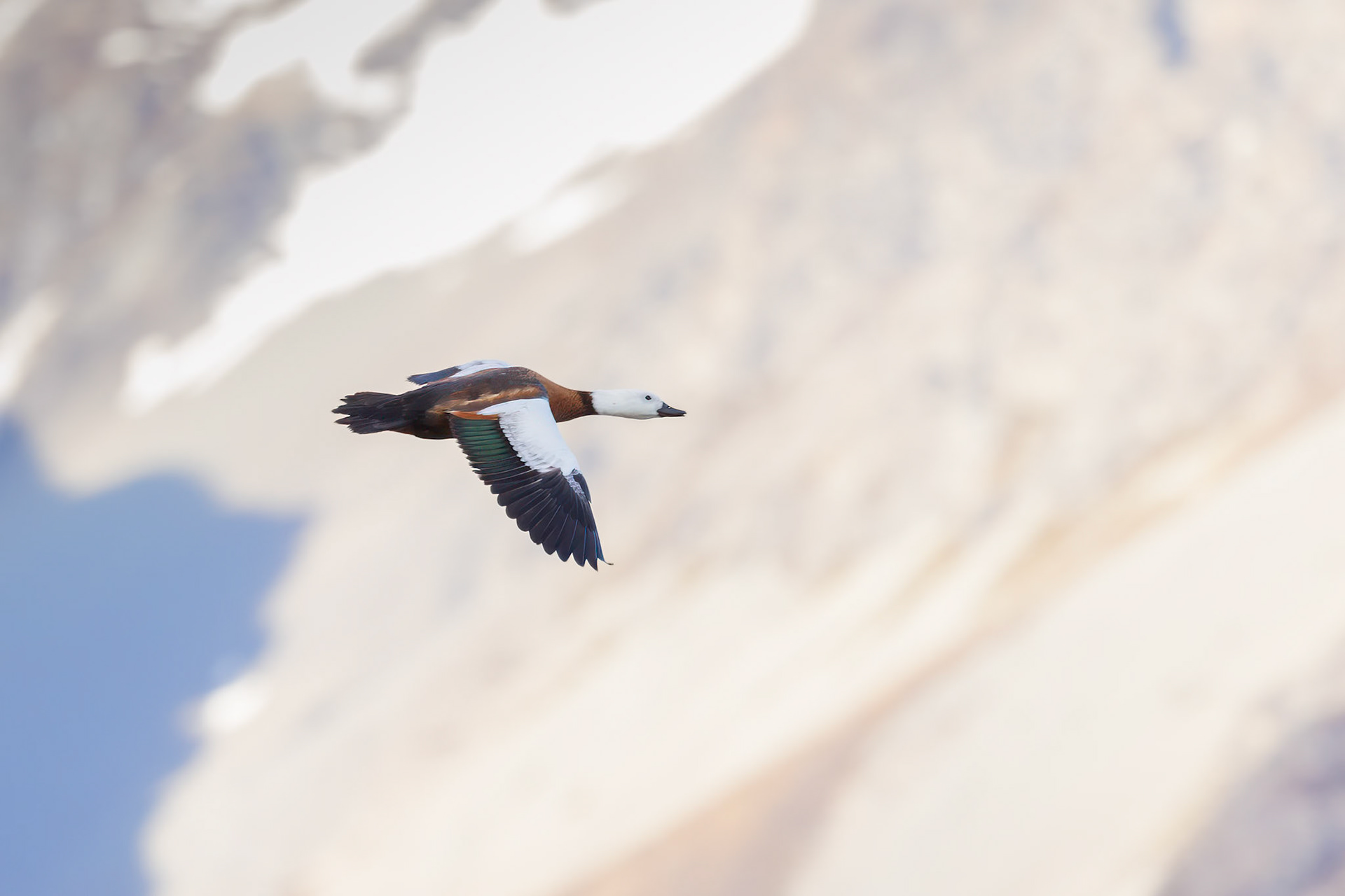 Paradise Shelduck
