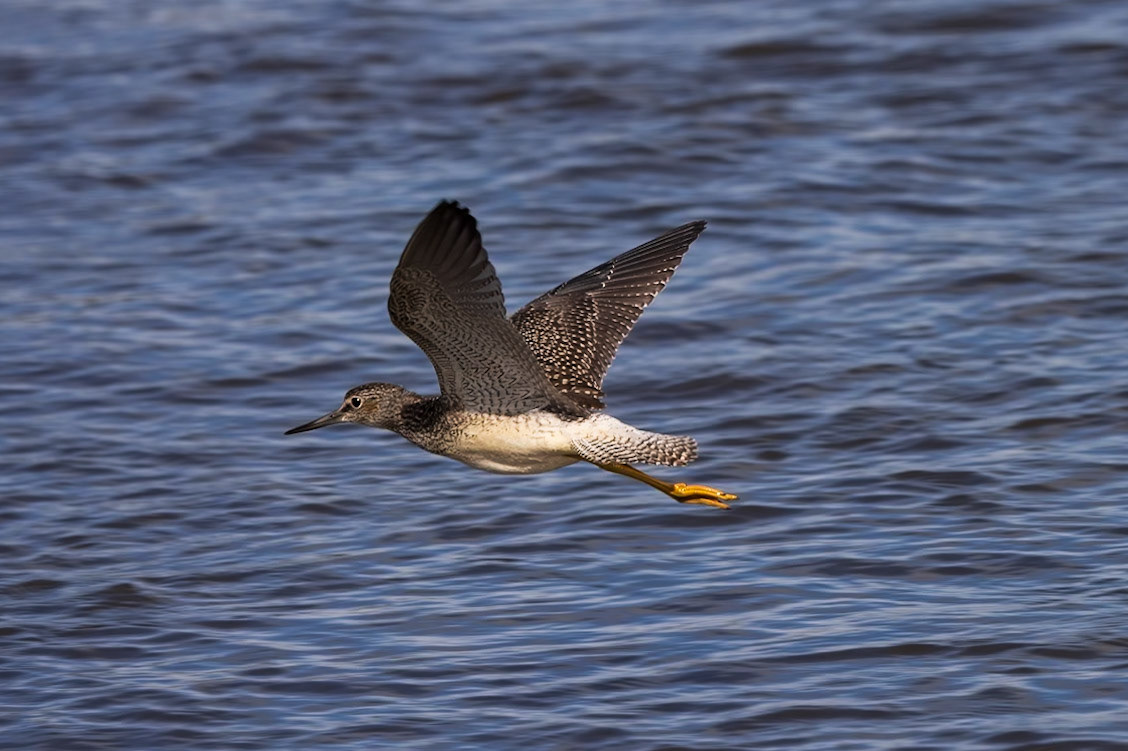Greater Yellowlegs