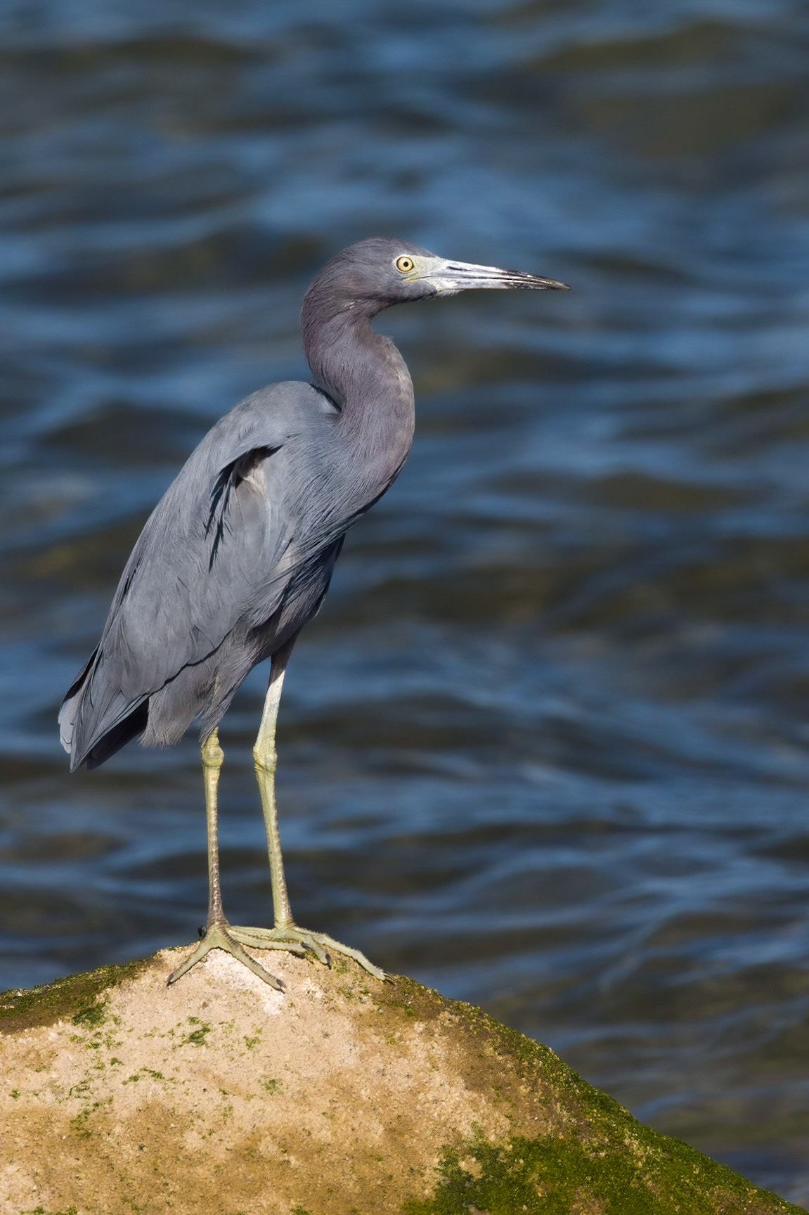 LIttle Blue Heron