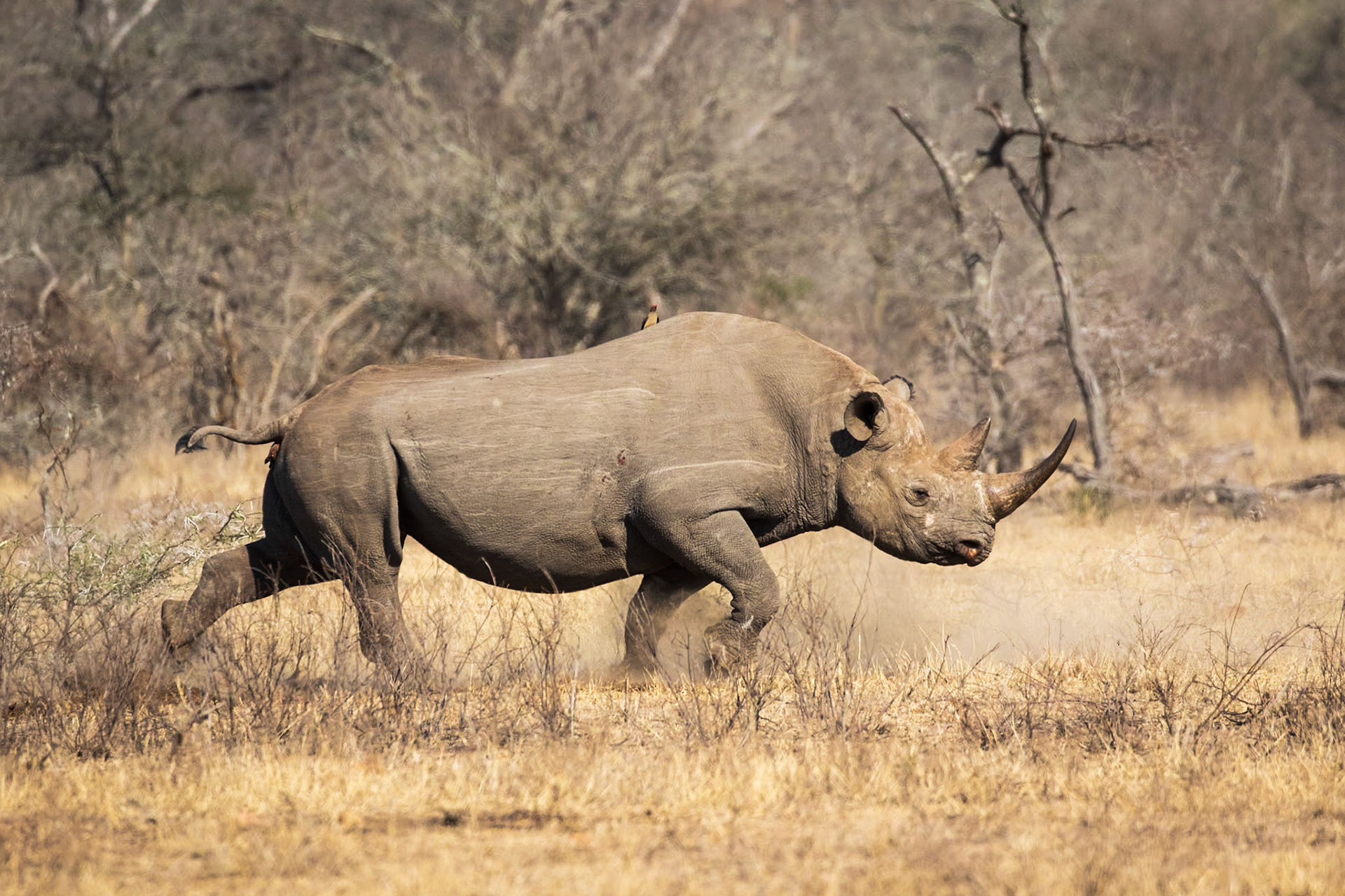 Black Rhino