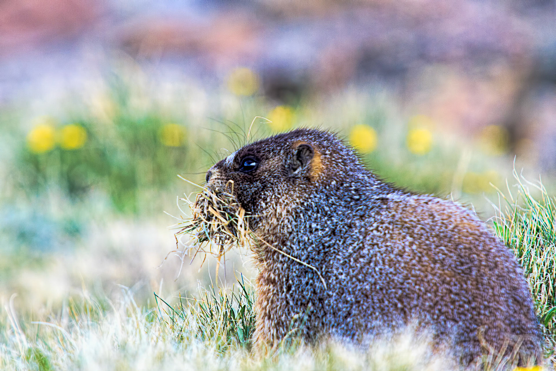 Marmot with a Mouthfull