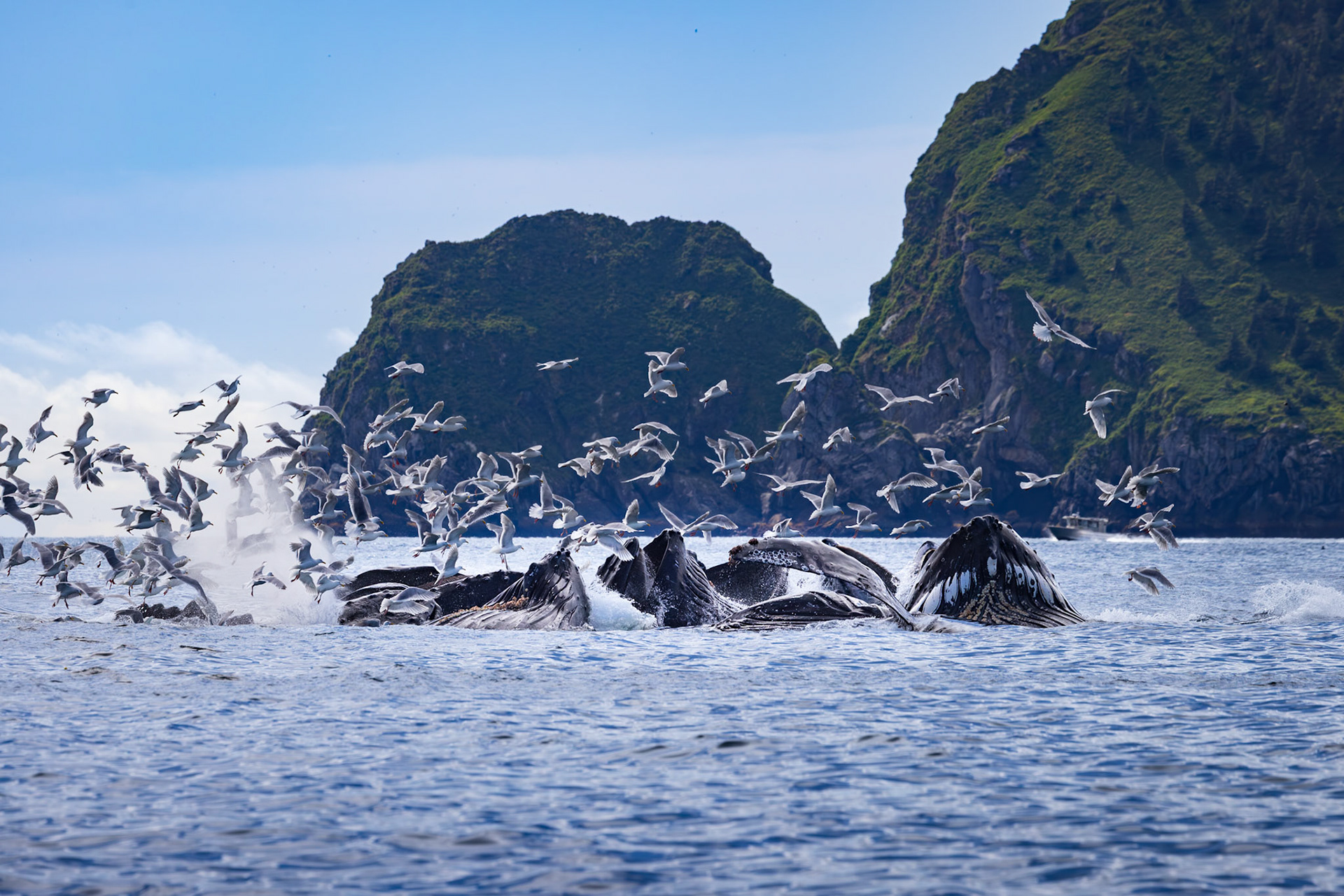 Humpbacks Group Feeding